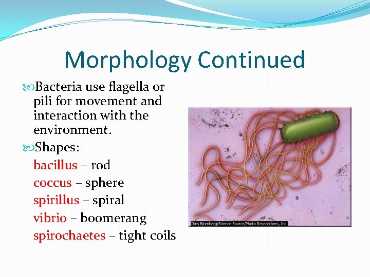Morphology Continued Bacteria use flagella or pili for movement and interaction with the environment.