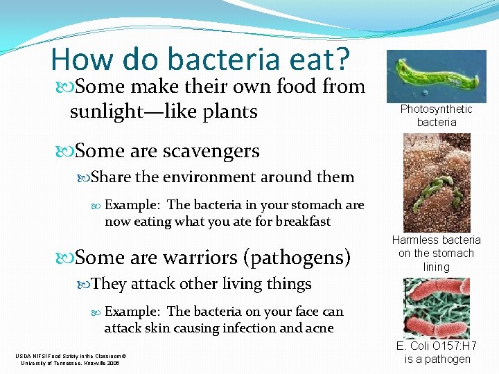 How do bacteria eat? Some make their own food from sunlight—like plants Photosynthetic bacteria