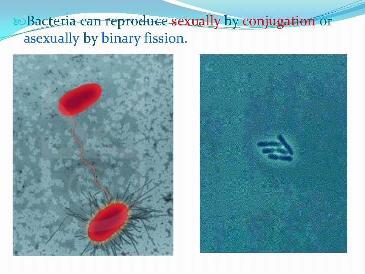  Bacteria can reproduce sexually by conjugation or asexually by binary fission. 