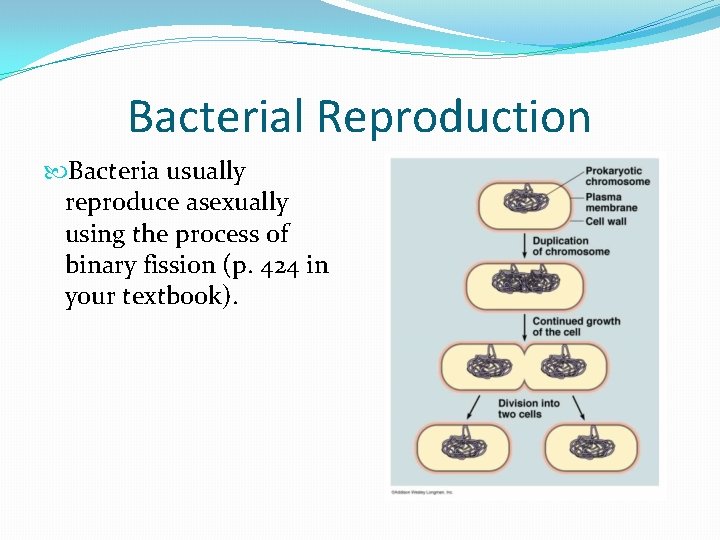 Bacterial Reproduction Bacteria usually reproduce asexually using the process of binary fission (p. 424