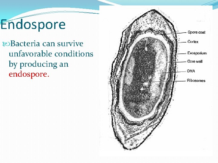 Endospore Bacteria can survive unfavorable conditions by producing an endospore. 