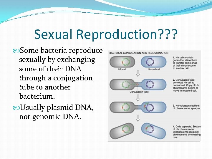 Sexual Reproduction? ? ? Some bacteria reproduce sexually by exchanging some of their DNA