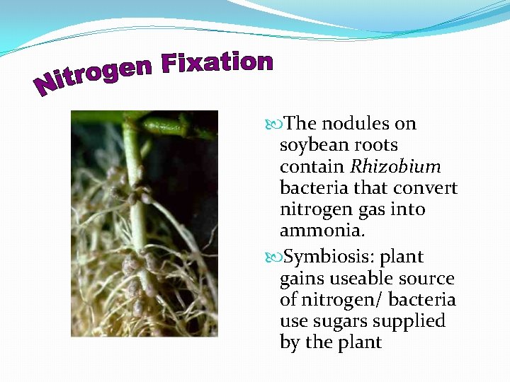  The nodules on soybean roots contain Rhizobium bacteria that convert nitrogen gas into