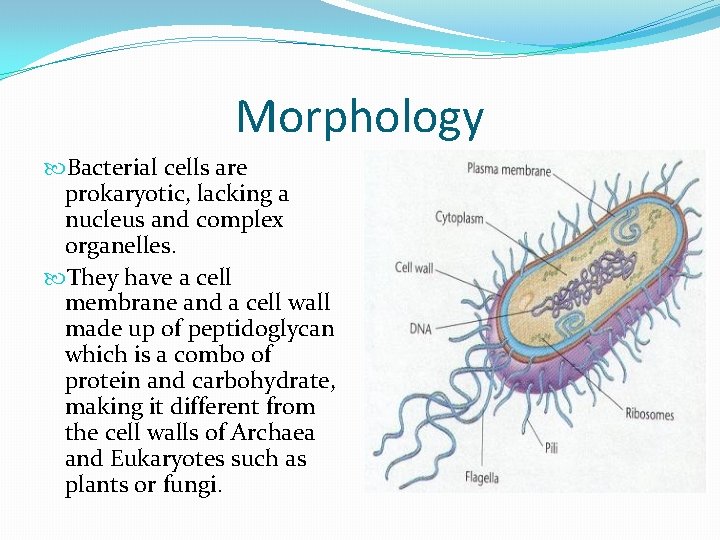 Morphology Bacterial cells are prokaryotic, lacking a nucleus and complex organelles. They have a