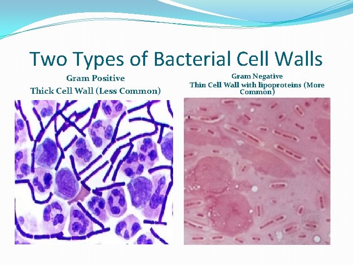 Two Types of Bacterial Cell Walls Gram Positive Thick Cell Wall (Less Common) Gram