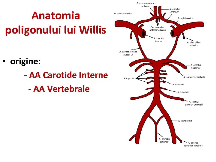 Anatomia poligonului Willis • origine: - AA Carotide Interne - AA Vertebrale 