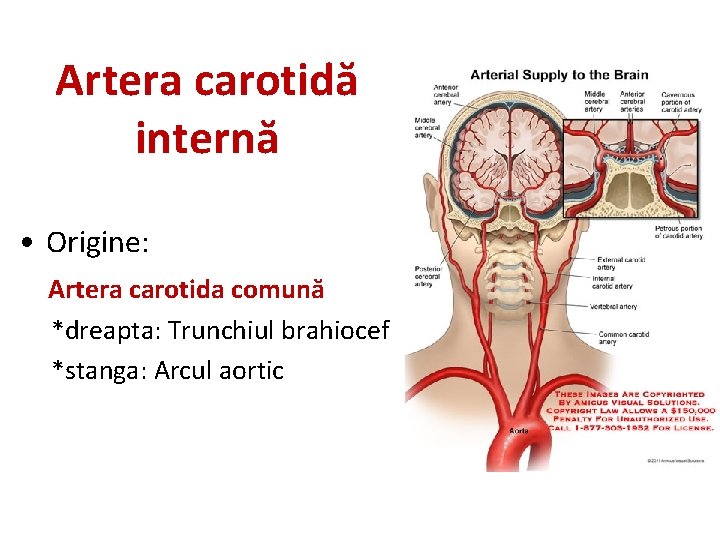 Artera carotidă internă • Origine: Artera carotida comună *dreapta: Trunchiul brahiocef *stanga: Arcul aortic