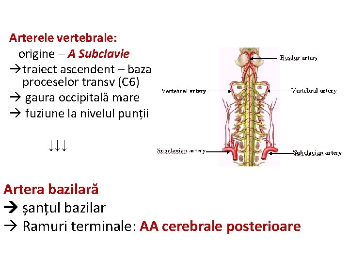 Arterele vertebrale: origine – A Subclavie traiect ascendent – baza proceselor transv (C 6)
