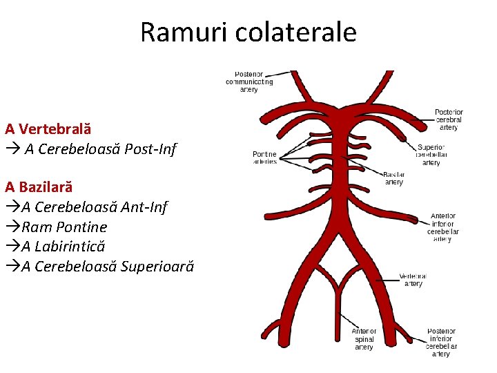 Ramuri colaterale A Vertebrală A Cerebeloasă Post-Inf A Bazilară A Cerebeloasă Ant-Inf Ram Pontine