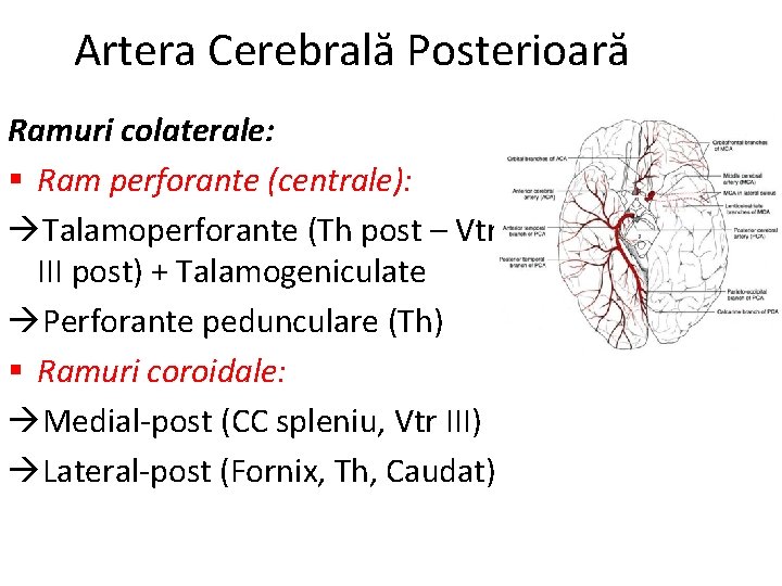Artera Cerebrală Posterioară Ramuri colaterale: § Ram perforante (centrale): Talamoperforante (Th post – Vtr