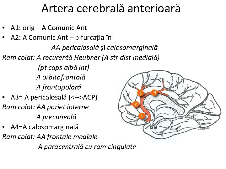 Artera cerebrală anterioară • A 1: orig – A Comunic Ant • A 2: