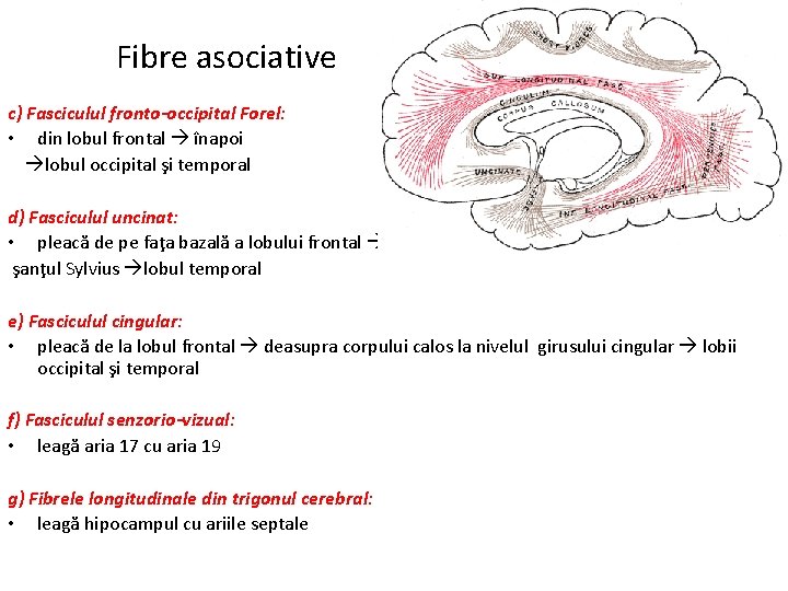 Fibre asociative c) Fasciculul fronto-occipital Forel: • din lobul frontal înapoi lobul occipital şi