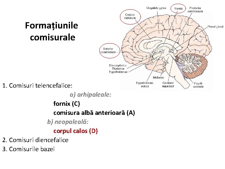 Formațiunile comisurale 1. Comisuri telencefalice: a) arhipaleale: fornix (C) comisura albă anterioară (A) b)