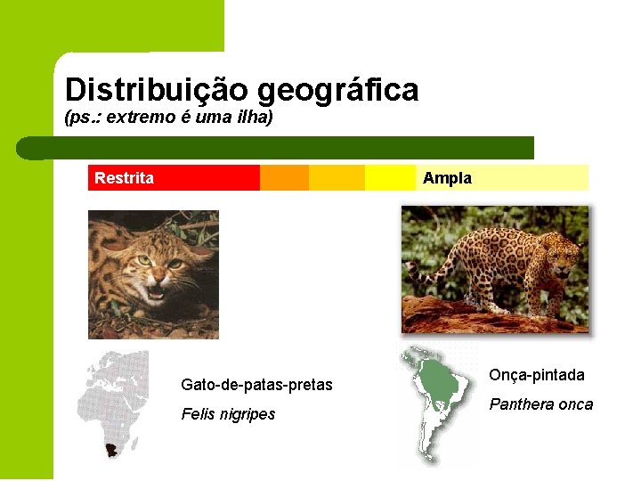 Distribuição geográfica (ps. : extremo é uma ilha) Restrita Gato-de-patas-pretas Felis nigripes Ampla Onça-pintada