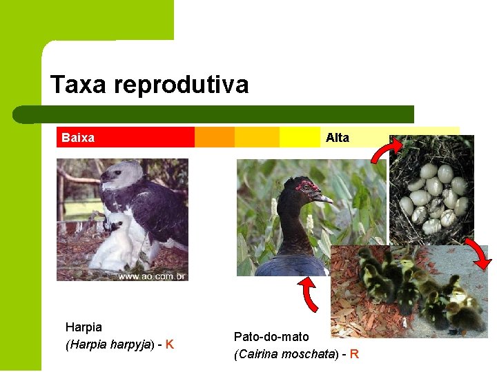 Taxa reprodutiva Baixa Harpia (Harpia harpyja) - K Alta Pato-do-mato (Cairina moschata) - R