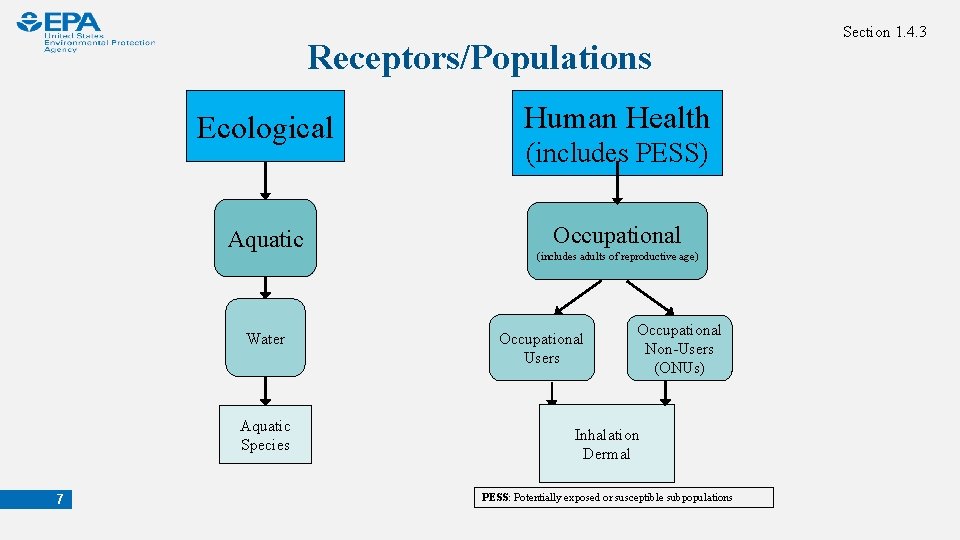 Receptors/Populations Ecological Human Health Aquatic Occupational (includes PESS) Water Aquatic Species 7 (includes adults