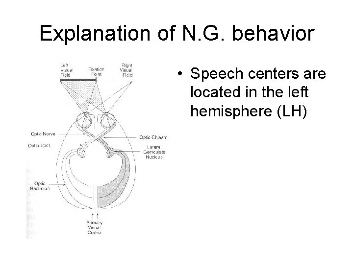 Explanation of N. G. behavior • Speech centers are located in the left hemisphere