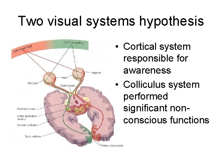 Two visual systems hypothesis • Cortical system responsible for awareness • Colliculus system performed