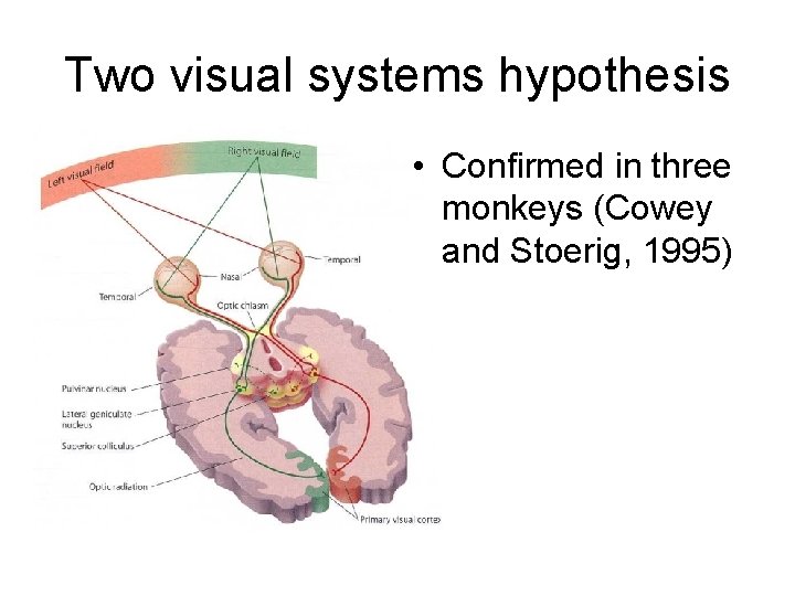 Two visual systems hypothesis • Confirmed in three monkeys (Cowey and Stoerig, 1995) 