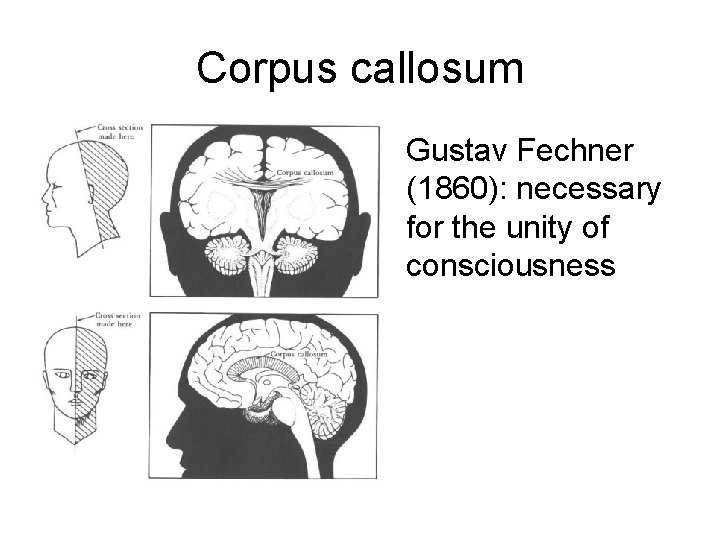 Corpus callosum • Gustav Fechner (1860): necessary for the unity of consciousness 