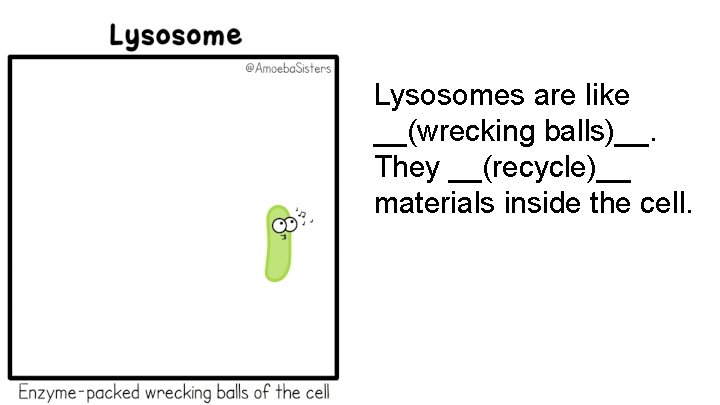 Lysosomes are like __(wrecking balls)__. They __(recycle)__ materials inside the cell. 