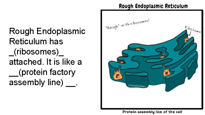 Rough Endoplasmic Reticulum has _(ribosomes)_ attached. It is like a __(protein factory assembly line)