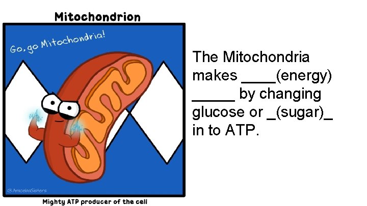 The Mitochondria makes ____(energy) _____ by changing glucose or _(sugar)_ in to ATP. 