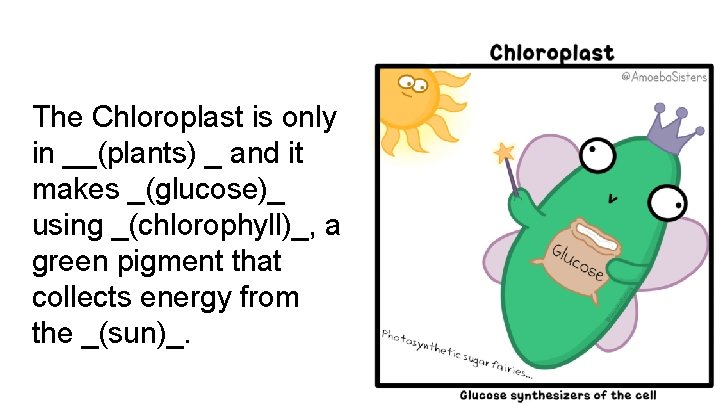 The Chloroplast is only in __(plants) _ and it makes _(glucose)_ using _(chlorophyll)_, a