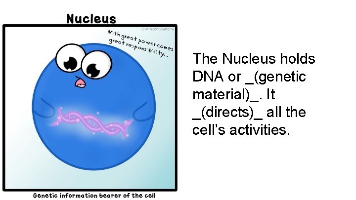 The Nucleus holds DNA or _(genetic material)_. It _(directs)_ all the cell’s activities. 