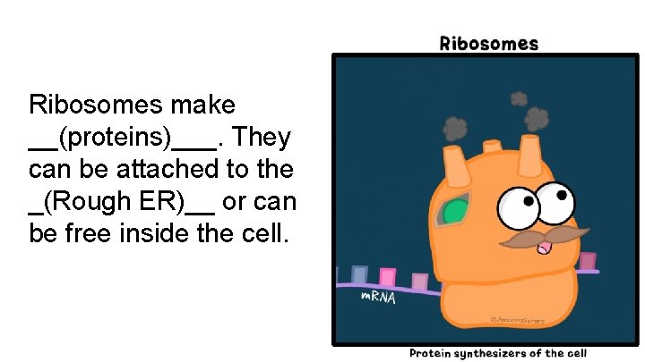 Ribosomes make __(proteins)___. They can be attached to the _(Rough ER)__ or can be