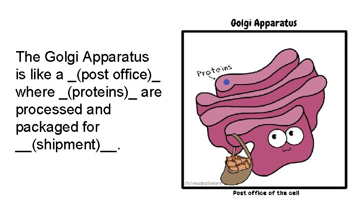 The Golgi Apparatus is like a _(post office)_ where _(proteins)_ are processed and packaged