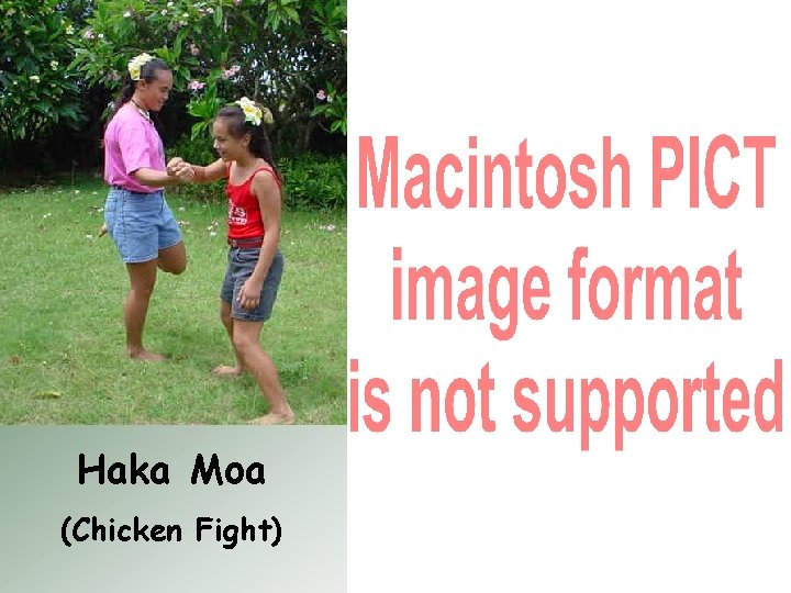 Haka Moa (Chicken Fight) 