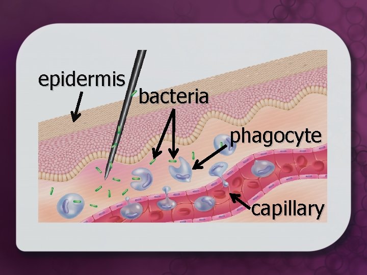 epidermis bacteria phagocyte capillary 