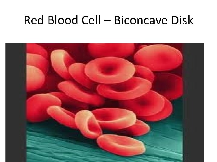 Red Blood Cell – Biconcave Disk 