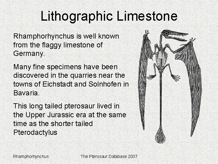 Lithographic Limestone Rhamphorhynchus is well known from the flaggy limestone of Germany. Many fine