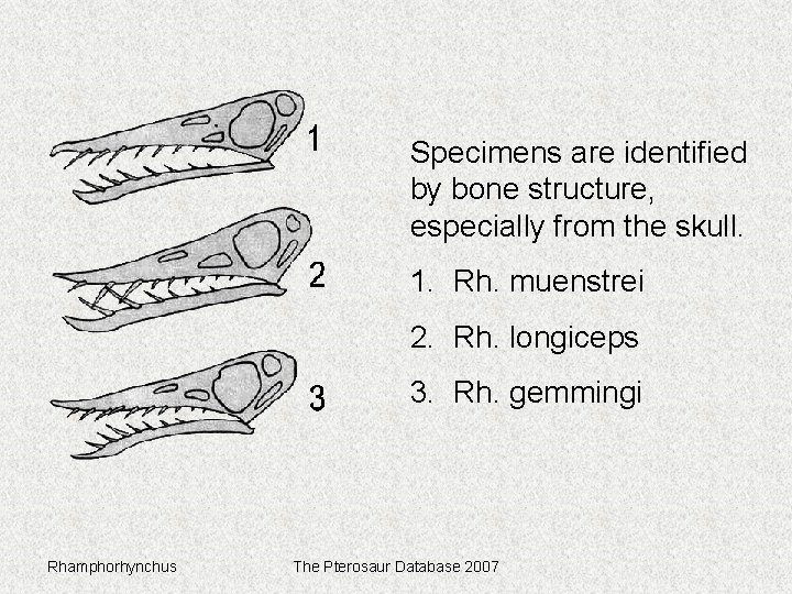 Specimens are identified by bone structure, especially from the skull. 1. Rh. muenstrei 2.