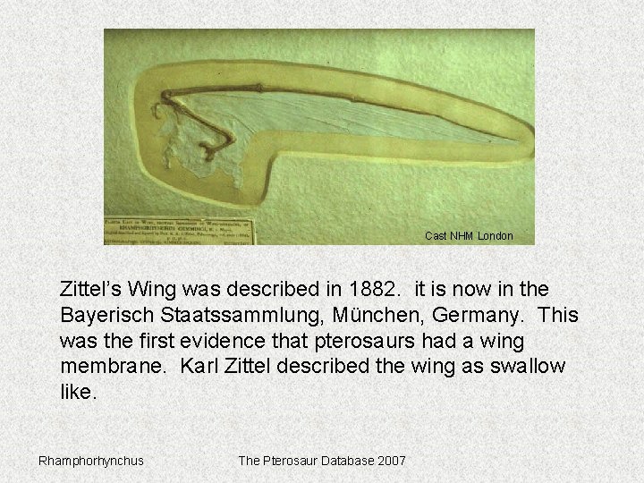 Cast NHM London Zittel’s Wing was described in 1882. it is now in the
