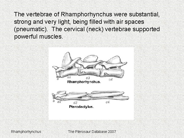The vertebrae of Rhamphorhynchus were substantial, strong and very light, being filled with air