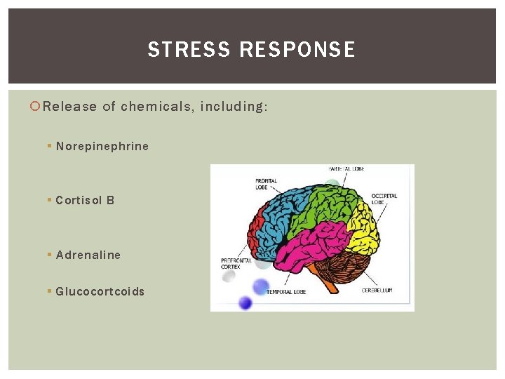 STRESS RESPONSE Release of chemicals, including: § Norepinephrine § Cortisol B § Adrenaline §