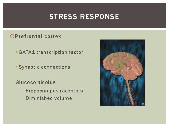STRESS RESPONSE Prefrontal cortex § GATA 1 transcription factor § Synaptic connections Glucocorticoids Hippocampus
