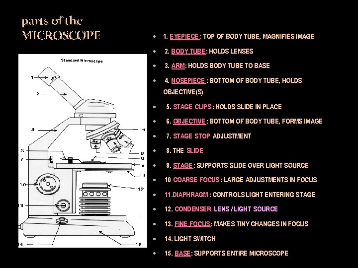 parts of the MICROSCOPE 1. EYEPIECE : TOP OF BODY TUBE, MAGNIFIES IMAGE 2.