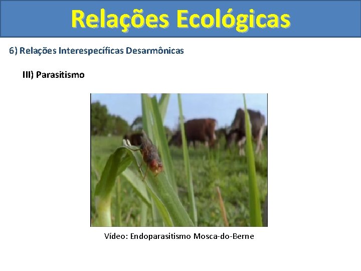 Relações Ecológicas 6) Relações Interespecíficas Desarmônicas III) Parasitismo Vídeo: Endoparasitismo Mosca-do-Berne 