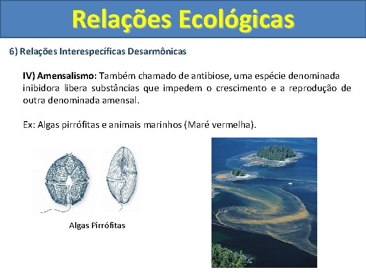 Relações Ecológicas 6) Relações Interespecíficas Desarmônicas IV) Amensalismo: Também chamado de antibiose, uma espécie