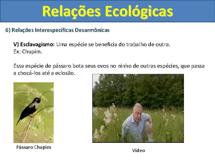 Relações Ecológicas 6) Relações Interespecíficas Desarmônicas V) Esclavagismo: Uma espécie se beneficia do trabalho