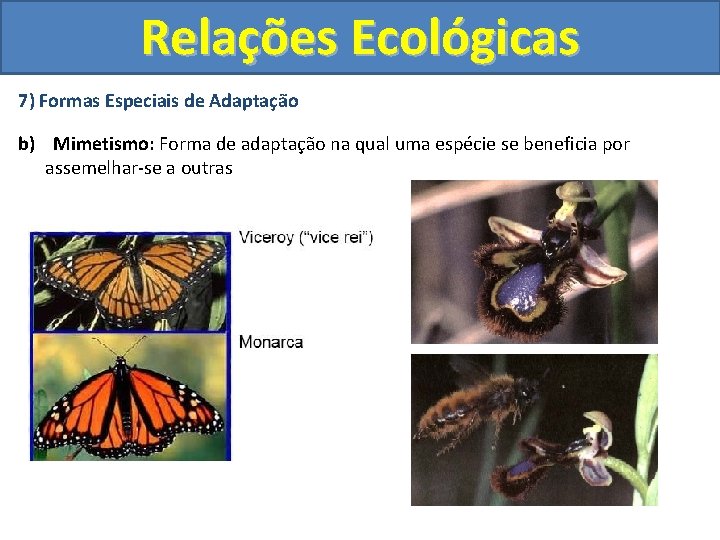 Relações Ecológicas 7) Formas Especiais de Adaptação b) Mimetismo: Forma de adaptação na qual