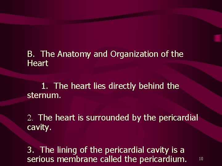 B. The Anatomy and Organization of the Heart 1. The heart lies directly behind