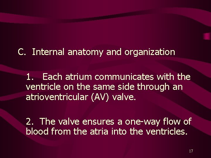 C. Internal anatomy and organization 1. Each atrium communicates with the ventricle on the