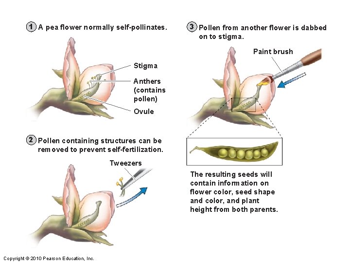 1 A pea flower normally self-pollinates. 3 Pollen from another flower is dabbed on