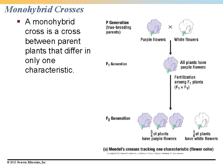 Monohybrid Crosses § A monohybrid cross is a cross between parent plants that differ