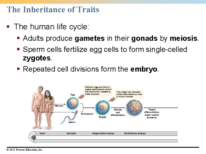 The Inheritance of Traits § The human life cycle: § Adults produce gametes in